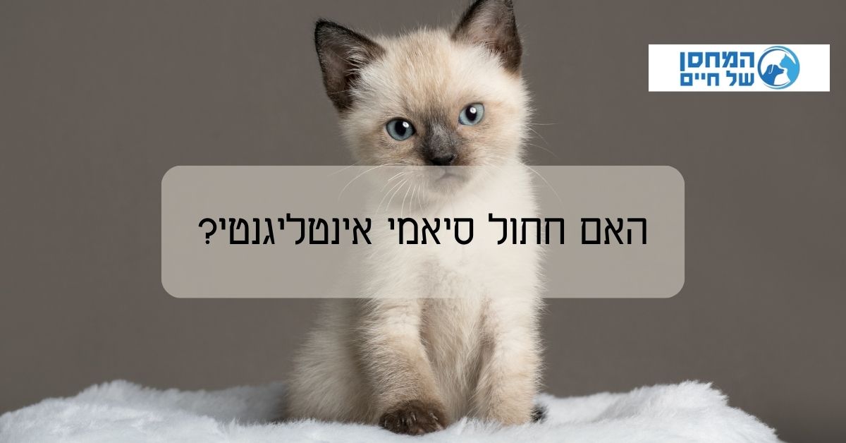 האם חתול סיאמי אינטליגנטי?